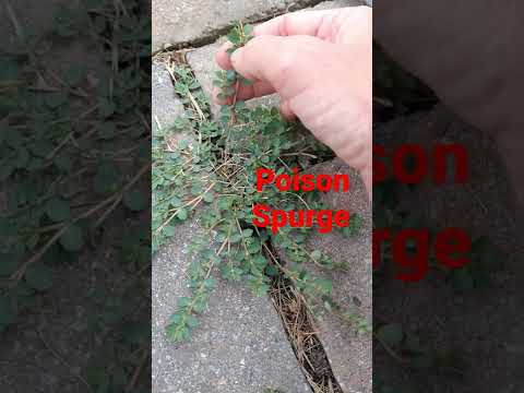 Video: Spotted Spurge Weed: Paano Mapupuksa ang Spotted Spurge