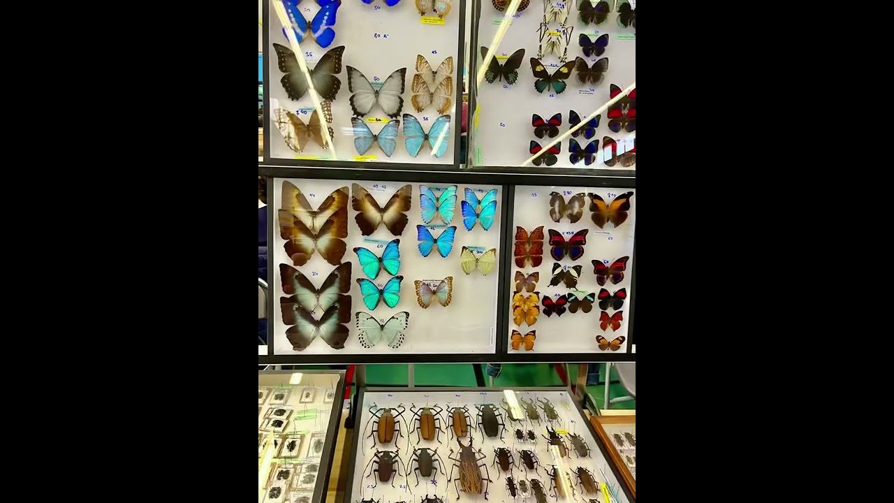 Insect Fairs in Prague and Paris September 2022