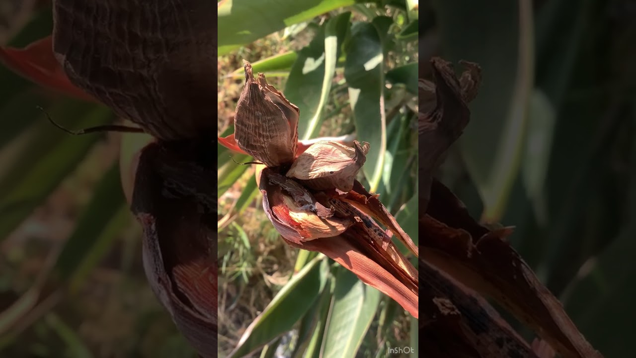 This is what seeds of a bird of paradise look like | Strelitzia | 