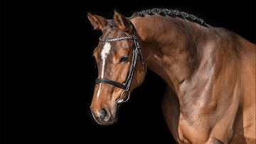 SOLD - Umberto - *2020, Uriko x Cezaro, www.salesporthorses.com