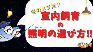 冬の室内飼育でのライト選びの参考に‼