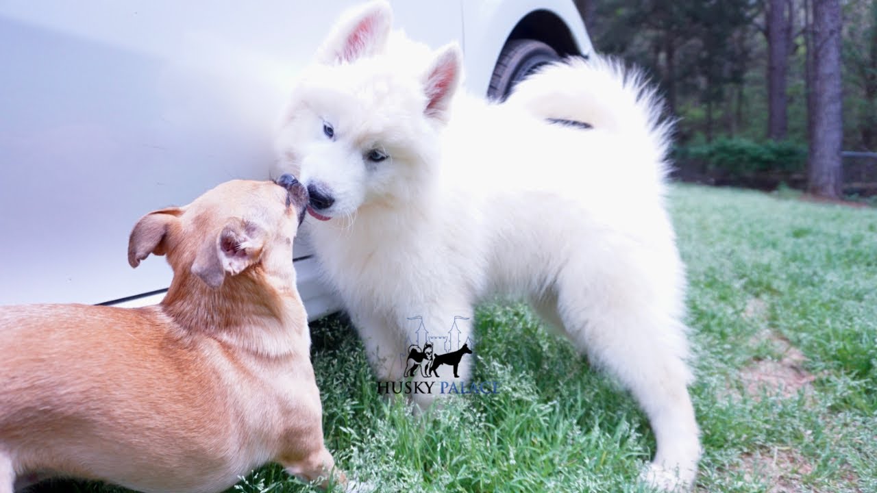 Dawson Black Husky Palace YouTube dawson-black-husky-palace-youtube