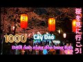 Ngắm 1000 cây Đào dưới ánh sáng đèn lung linh ( 大山千本桜ライトアップ)