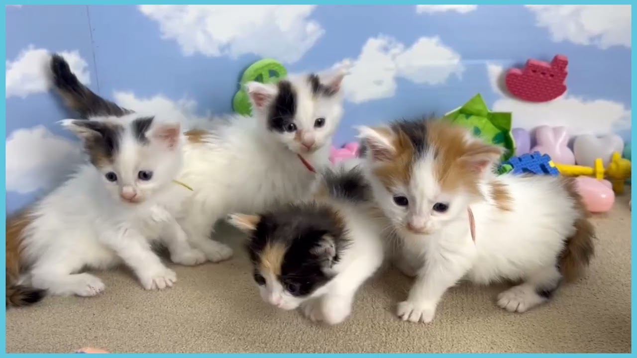 メインクーンの子猫（メス♀） 東船橋店｜ペットショップCoo＆RIKU