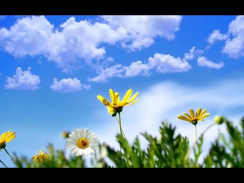 🌹Доброе весеннее утро🌹Музыкальная открытка 🌹