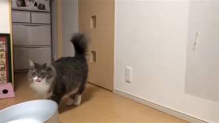 足をちょんちょんする猫 ノルウェージャンフォレストキャットTouching your feet.Norwegian Forest Cat.