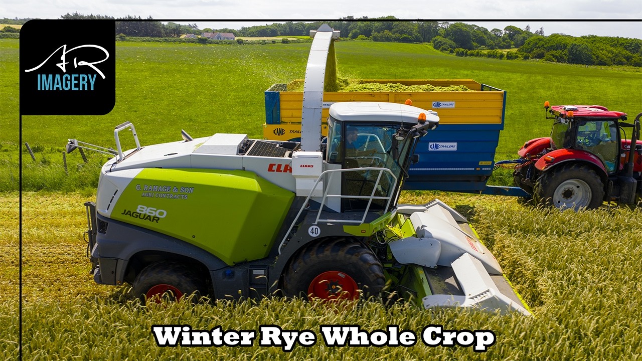 Heavy Rye Wholecrop Harvest | Jaguar 860, Kane Half Pipes & JCB Clamp Action