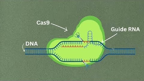 Genetic Engineering - CRISPR | Raha Setayeshfar | Breakthrough Junior Challenge 2024