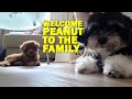We got a toy poodle baby 玩具贵宾犬宝宝来了