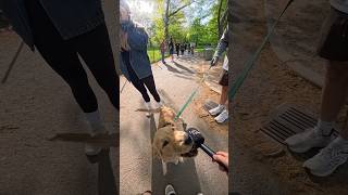 We met a very sweet puppy named Charlie! #goldenretriever #dog