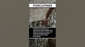 The Prickly Prickle: Inside the Social World of Porcupines