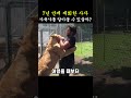 7년 만에 재회한 사자, 사육사를 알아볼 수 있을까? Mp3 Song