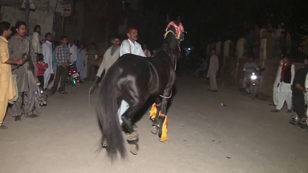 Black Horse Dance in Wedding in Pakistan Part 2