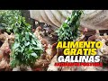 MEJORA la POSTURA ALIMENTO GRATIS Para GALLINAS PONEDORAS