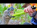 Hungry GIANT Tortoise!