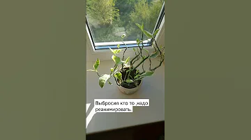 и так  бывает,жалко бросить умирать .реанимация #педилантус реанимация
