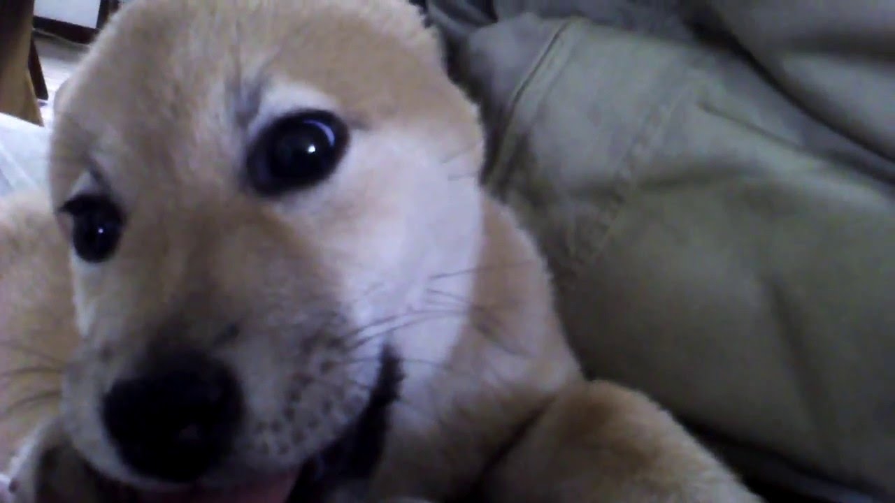 柴犬小春 変顔にされても甘え続ける Youtube