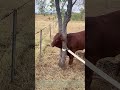 Snapping Trunk Supports: Farmer Breaks Tree Free To Rescue Steer Wedged In Twin Branches