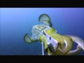 Underwater footage of assassin squid jigs by marion molnar