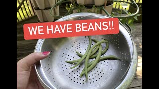 GreenStalk Update and We Have Beans!! First Harvest! by Edge to Edge 64 views 9 months ago 8 minutes, 23 seconds