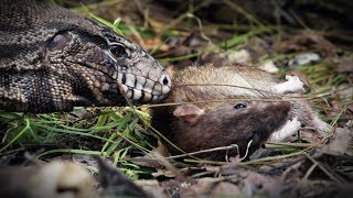 Tegu Stalks Python Nest 02 Footage