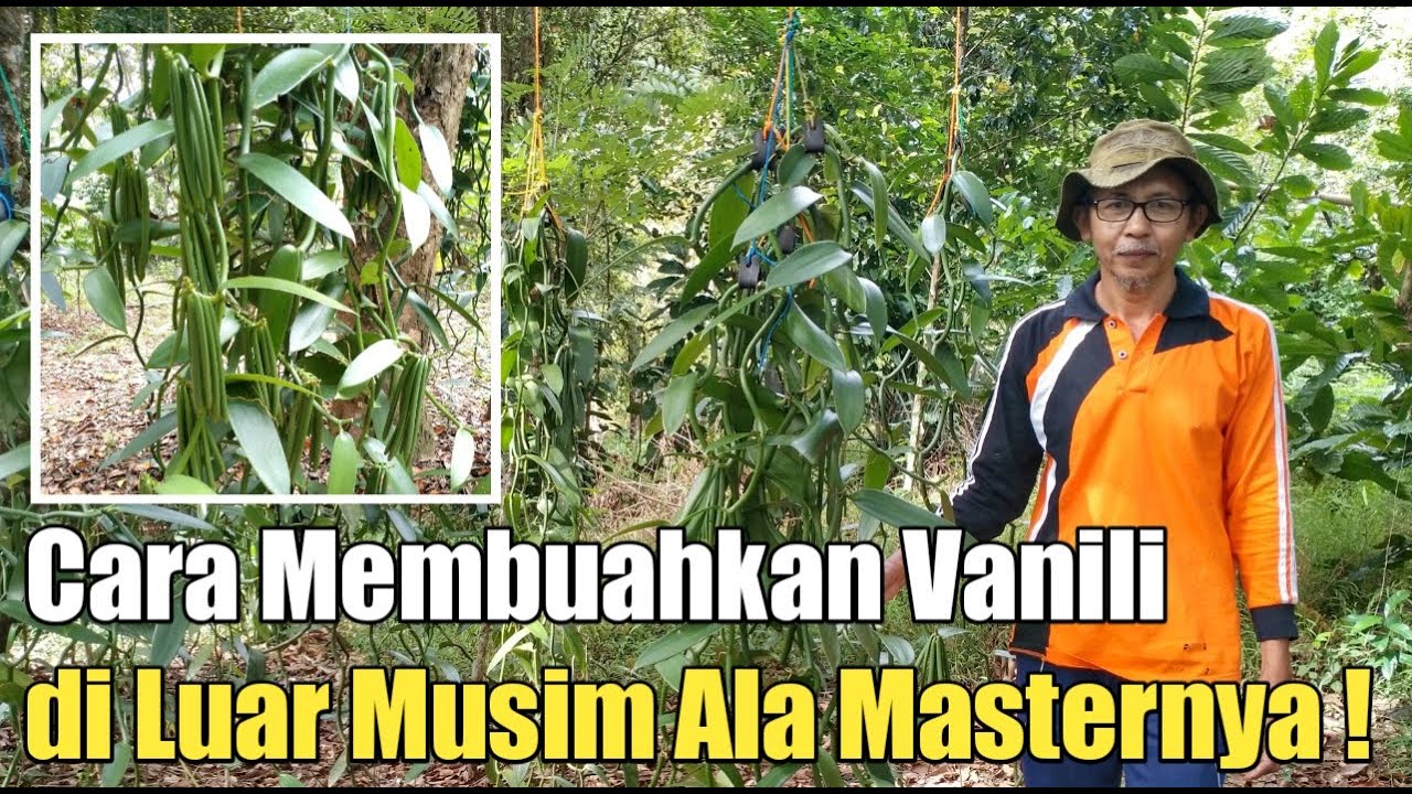 ISINYA ILMU SEMUA, PENJELASAN LENGKAP CARA MEMBUAHKAN VANILI DI LUAR MUSIM DENGAN SISTEM GANTUNG❗