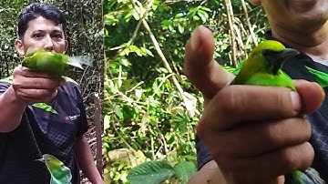 penuh perjuangan mikat cucak ijo sama cucak ranting