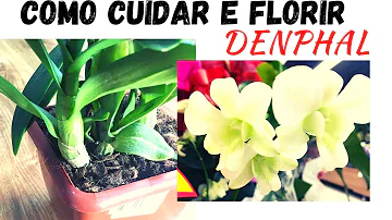 O que fazer para Denphal florir?