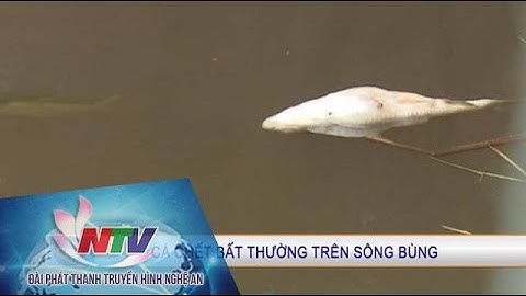 Diễn Châu: Cá chết hàng loạt bất thường trên sông Bùng