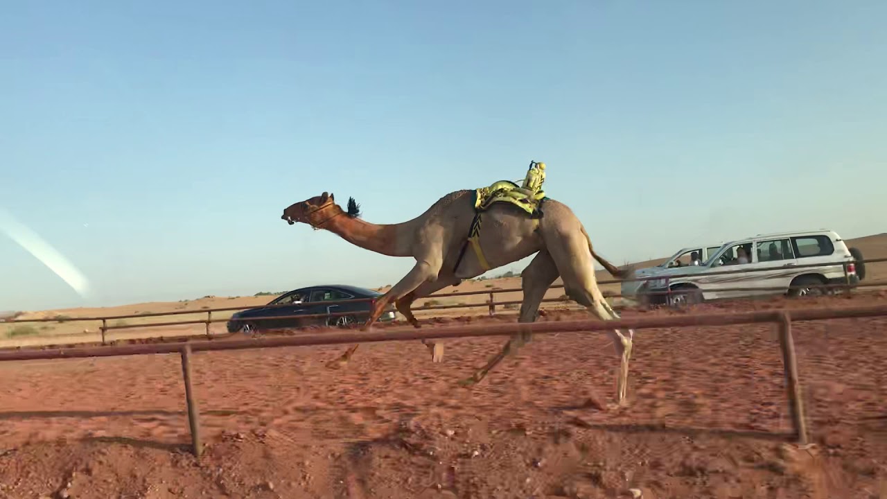 شاهين/ عبدالله مرشد العنزي