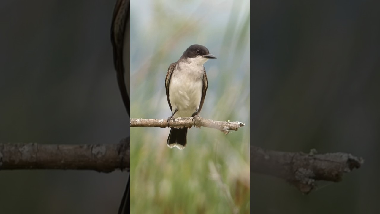 Eastern Kingbird 