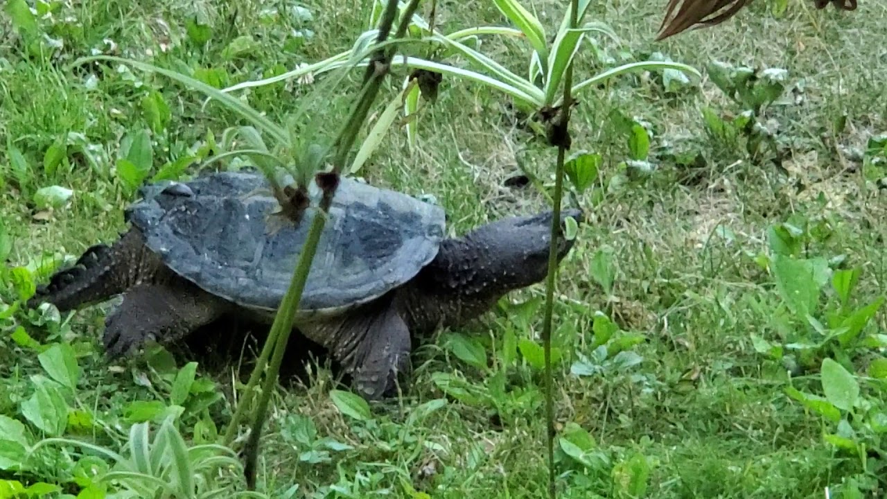 Turtle in yard - YouTube