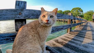 橋の上を散歩する野良猫に付いていってみた