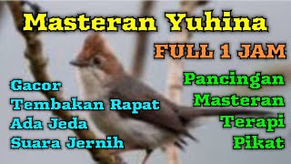 Masteran yuhina gacor tembakan rapat || Yuhina gacor dor