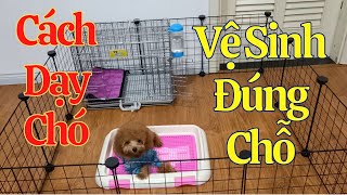 Hướng Dẫn Chó Poodle Đi Vệ Sinh Đúng Chỗ _ Nguyễn Nga Poodle