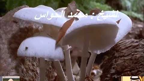 الشيخ : محمد الحواس ما تيسر من سورة البقره
