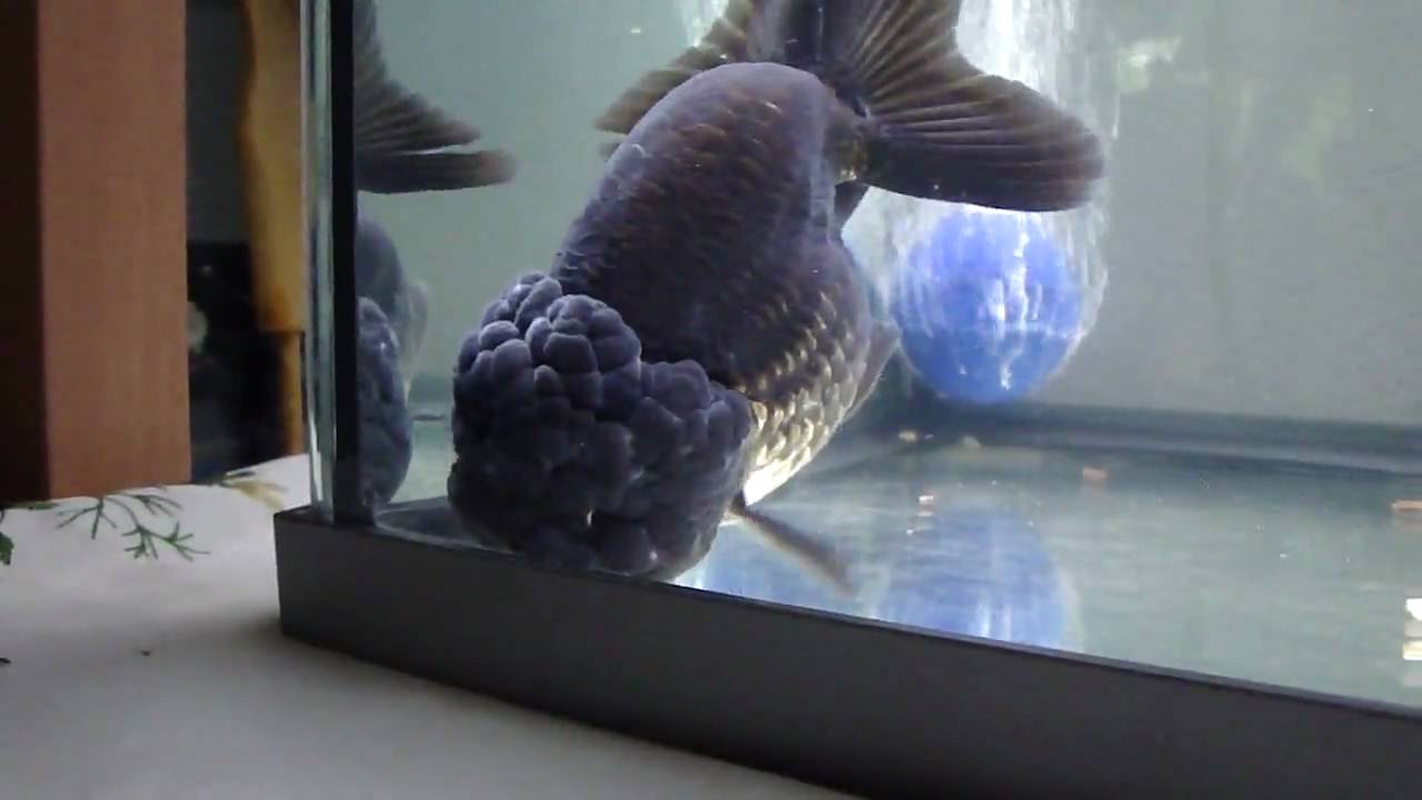 Very nice Ranchu THE BIG BLACK on HD