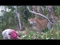 onça 🐅 pintada comendo bezerro no pantanal olha a força que ela tem .