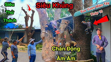 Chấn Động Cực Sốc Vua Vượn Miền Tây Cưa Cây Xà Cừ Siêu Khủng Cạnh Mái Nhà Đầy Căng Thẳng 1/3