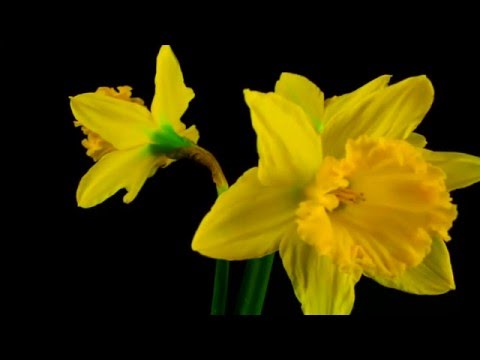 Daffodil Time Lapse