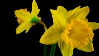 Daffodil Time Lapse