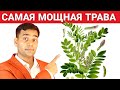 1 Волшебная Трава Для Горла Лёгких И Кишечника Доктор Вивек Джоши 1 Волшебная Трава Для Горла Лёгких И Кишечника Доктор Вивек Джоши