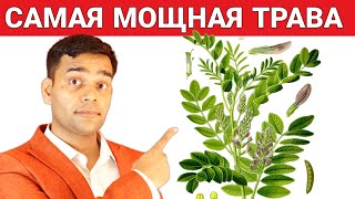 1 Волшебная Трава Для Горла, Лёгких И Кишечника | Доктор Вивек Джоши