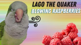 QUAKER PARROT BACON PANCAKES & BLOWING RASPBERRIES by Lago The Quaker 1,049 views 5 months ago 3 minutes, 44 seconds