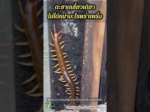 วีดีโอ: ตะขาบยักษ์: คำอธิบายและรูปถ่าย การกัด scolopendra มีลักษณะอย่างไร?