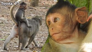 Adorable Toyota &amp; old best mom Taina, Toyota ride on mom&#39;s back to find food, Very lovely monkey