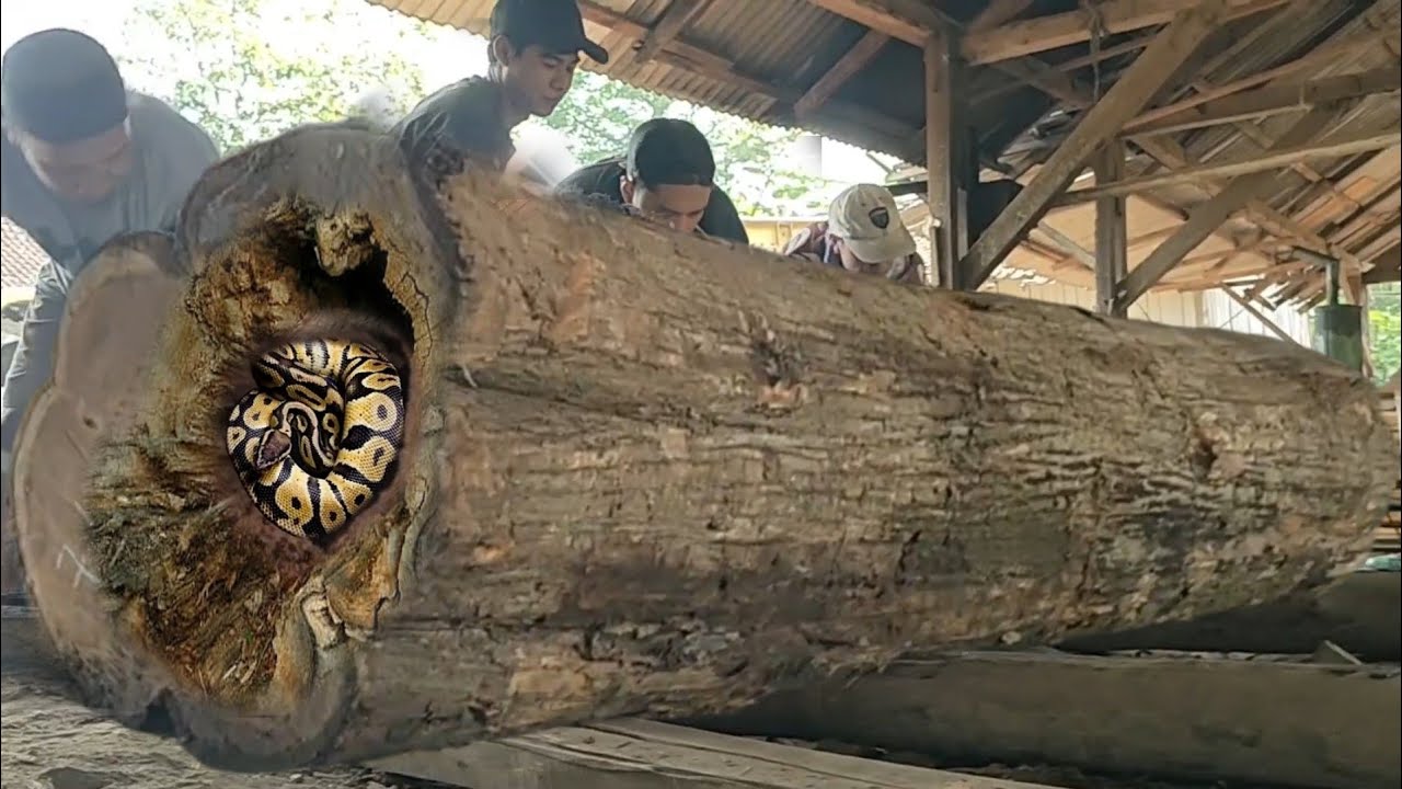 curious !!what is the process of sawing large teak wood on a wooden ...