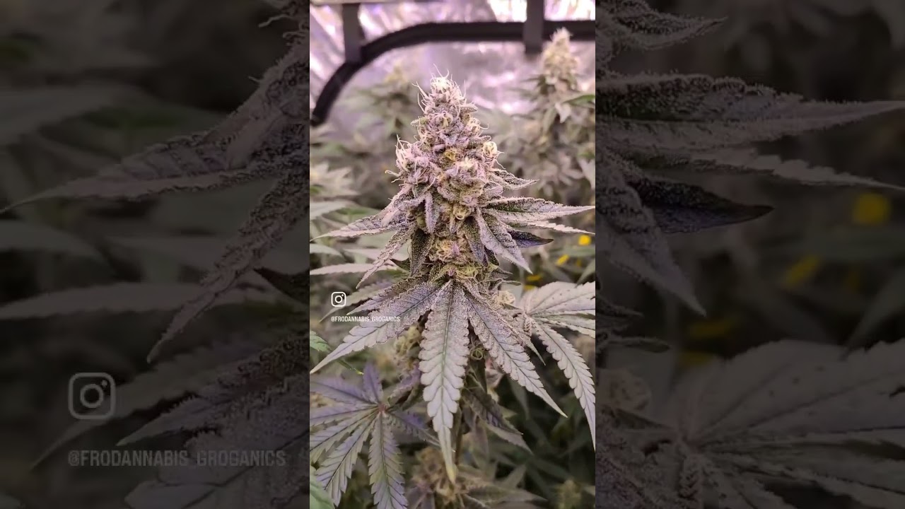 Slim 600H NextGen showing off what it can do 😎🔥