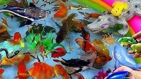 Các Con Vật dễ thương, Bắt Cá Koi, Cua, Rùa, Ếch, Vịt, Gà, Mèo Con,  Cá Trê lớn khổng lồ