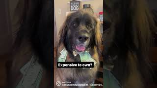 How Expensive is a Leonberger?